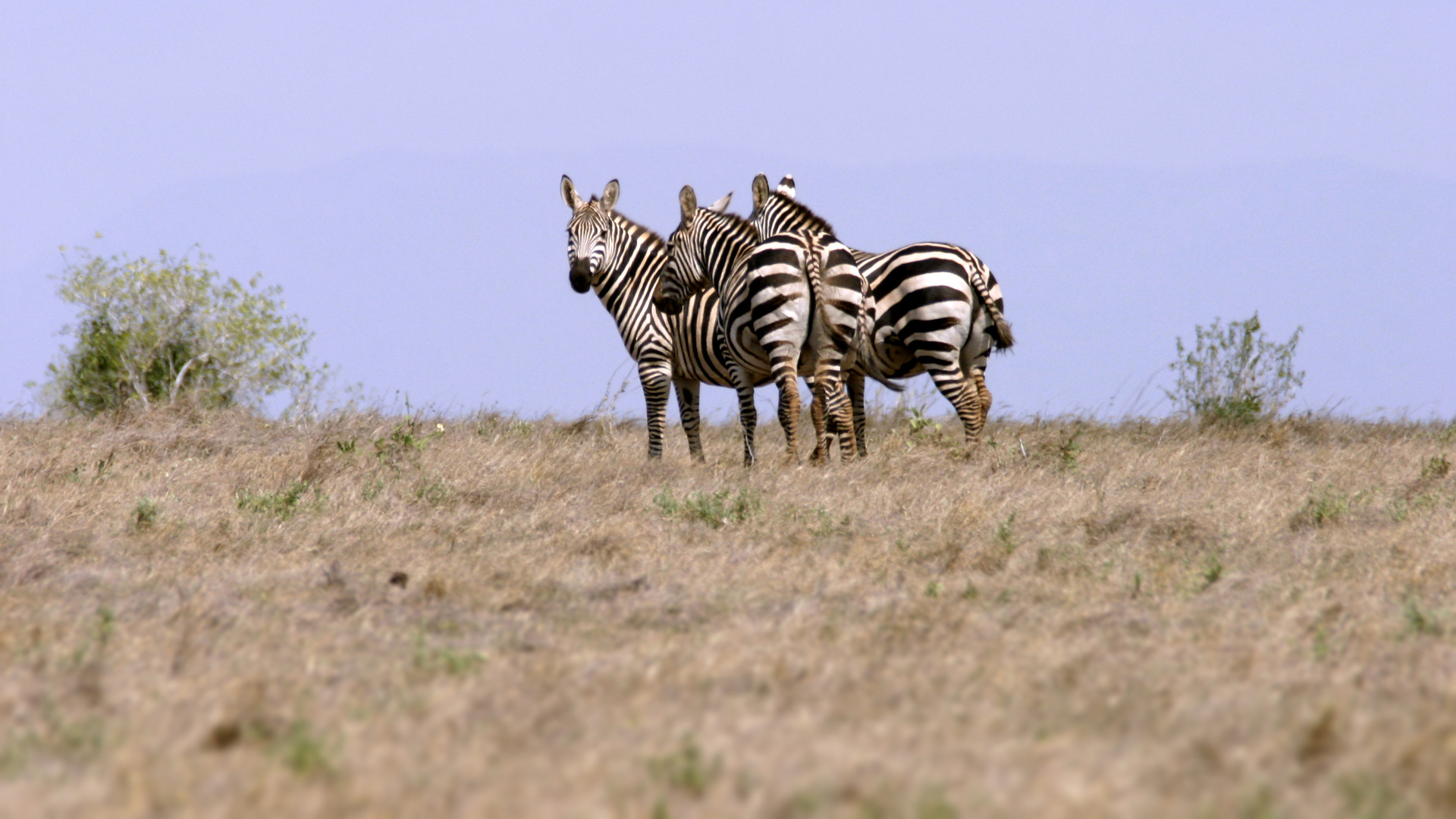 Afrikanische Zebras in der Steppe