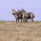 Afrikanische Zebras in der Steppe