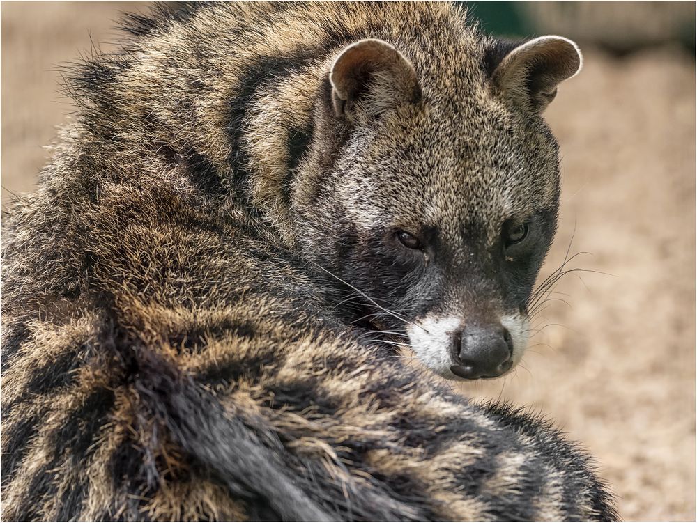 Afrikanische Zibetkatze