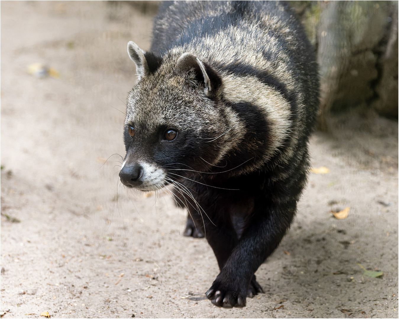 Afrikanische Zibetkatze