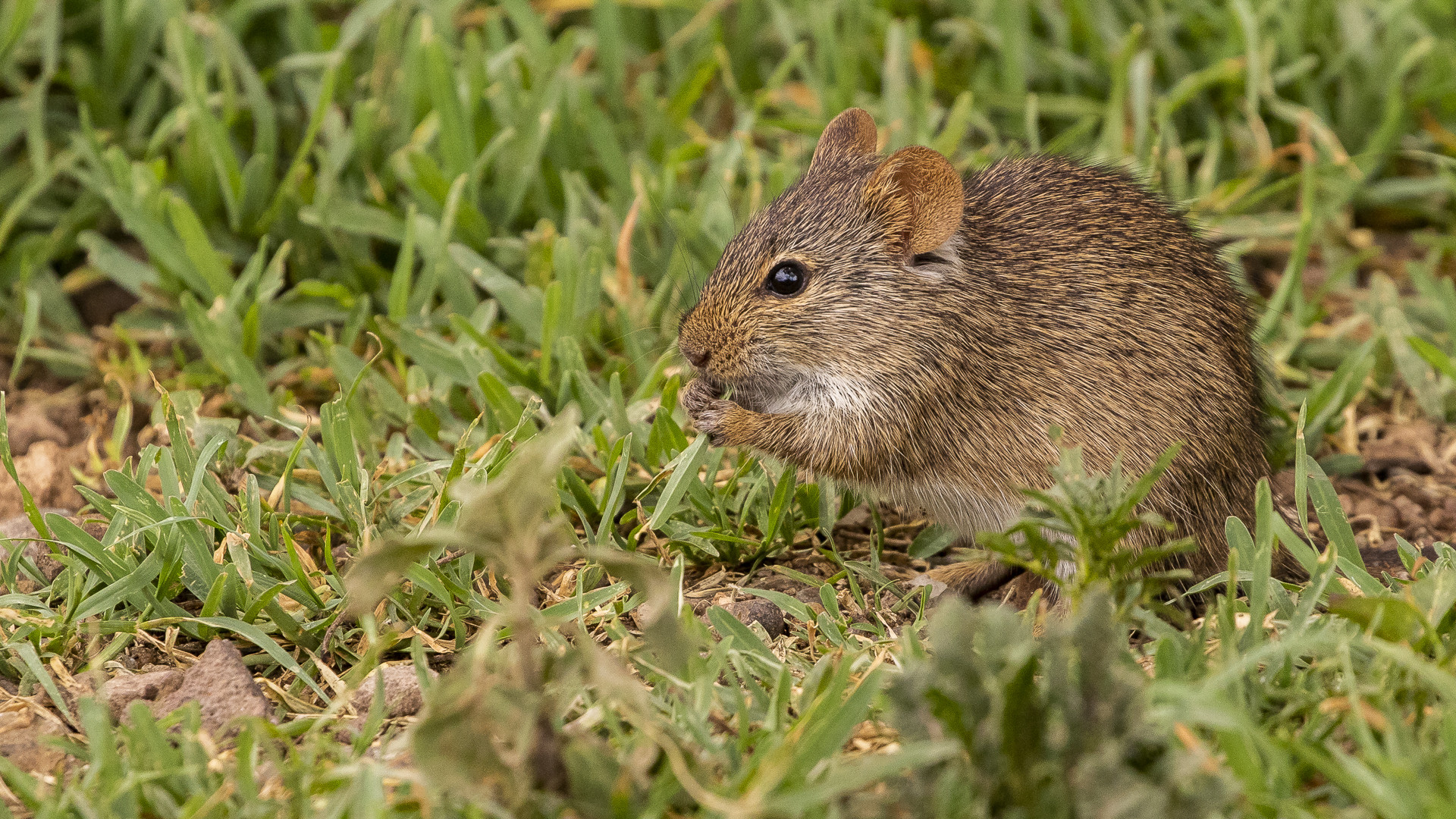 Afrikanische Zwergmaus