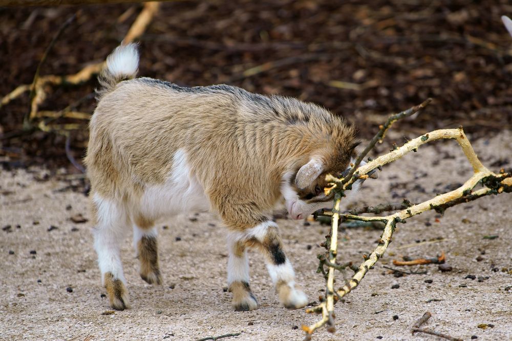 Afrikanische Zwergziege Foto & Bild | tiere, wildlife, säugetiere