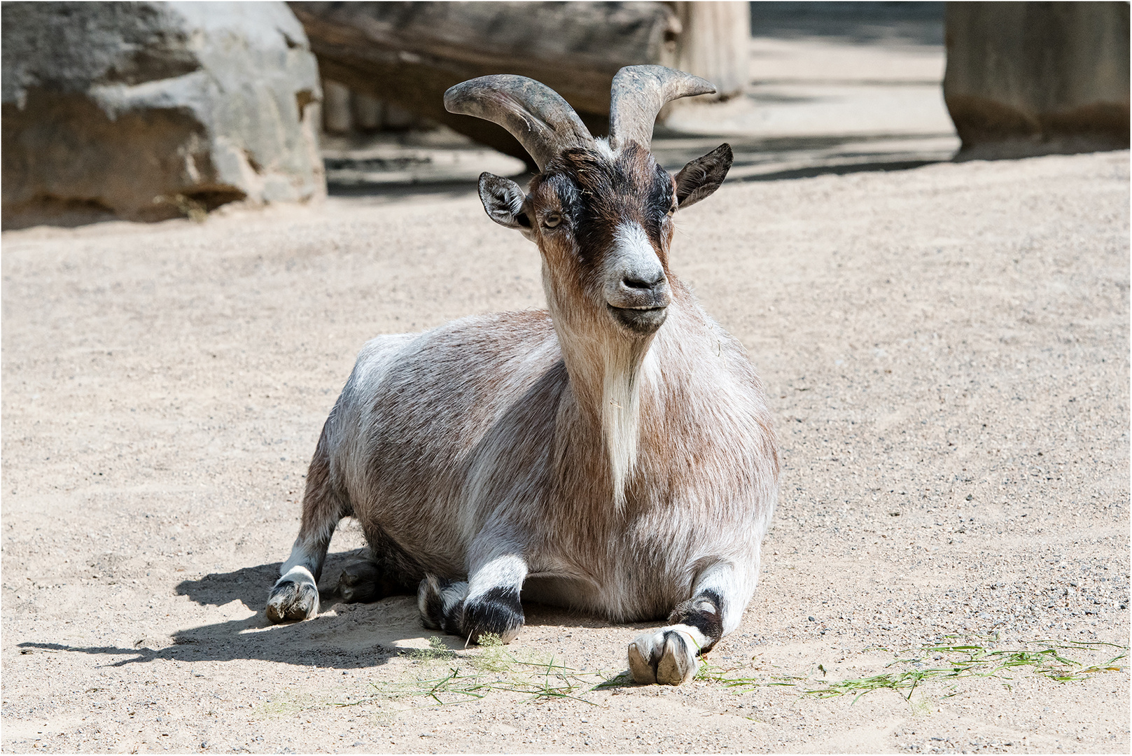 Afrikanische-Zwergziege Foto & Bild | natur, porträt, zoo Bilder auf