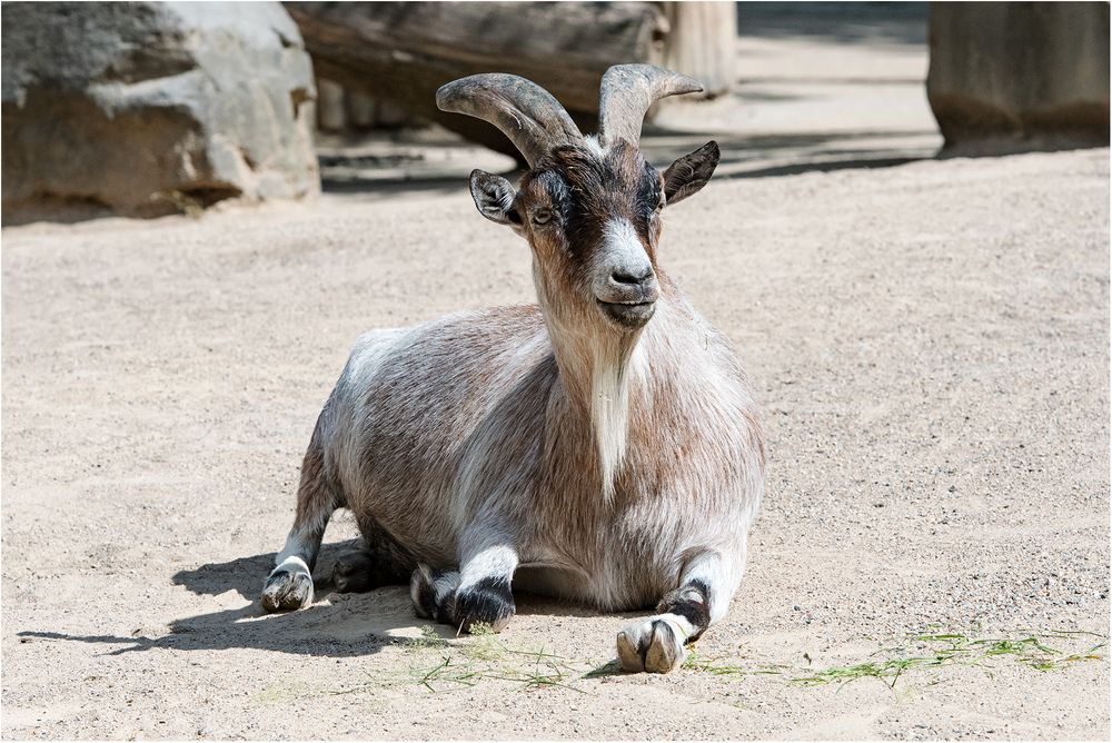 Afrikanische-Zwergziege Foto & Bild | natur, porträt, zoo Bilder auf