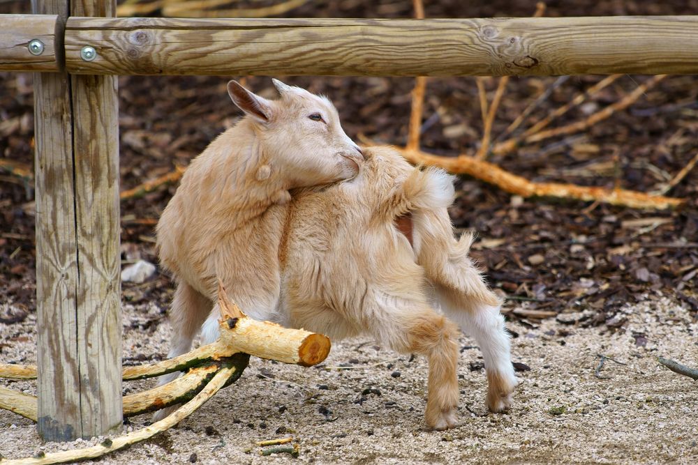 Afrikanische Zwergziege Foto & Bild | tiere, wildlife, säugetiere