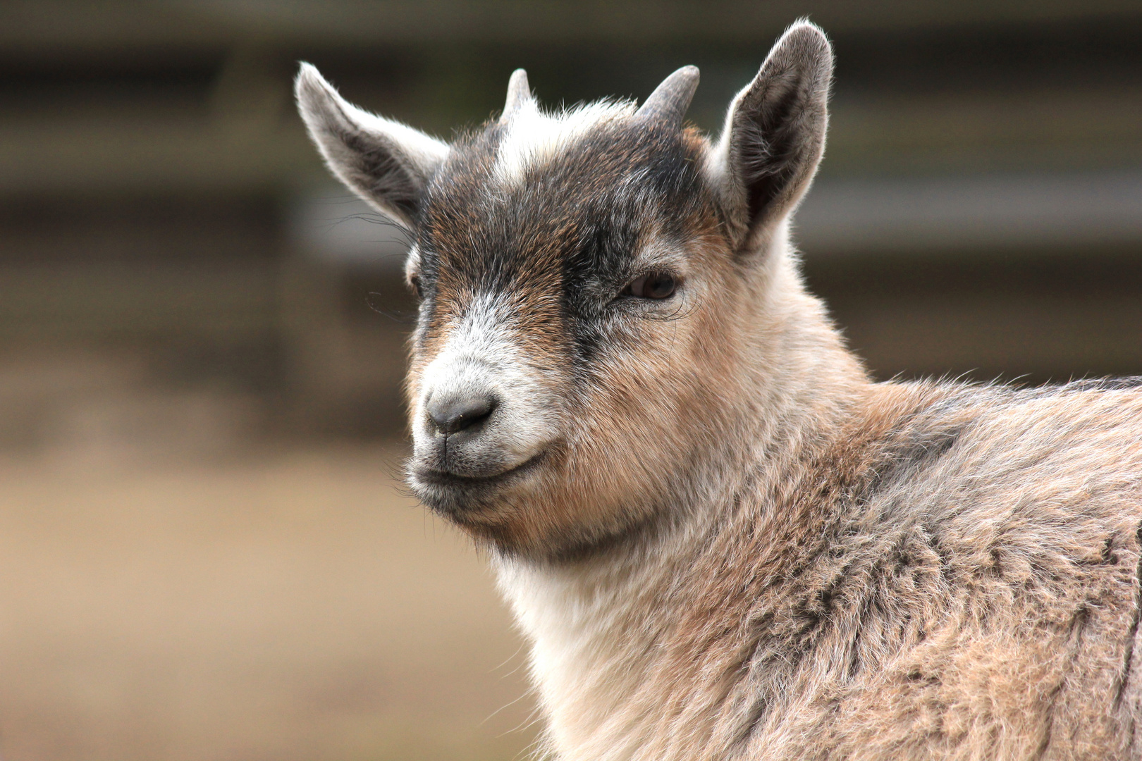 Afrikanische Zwergziege Zoo Krefeld