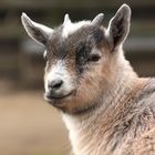 Afrikanische Zwergziege Zoo Krefeld