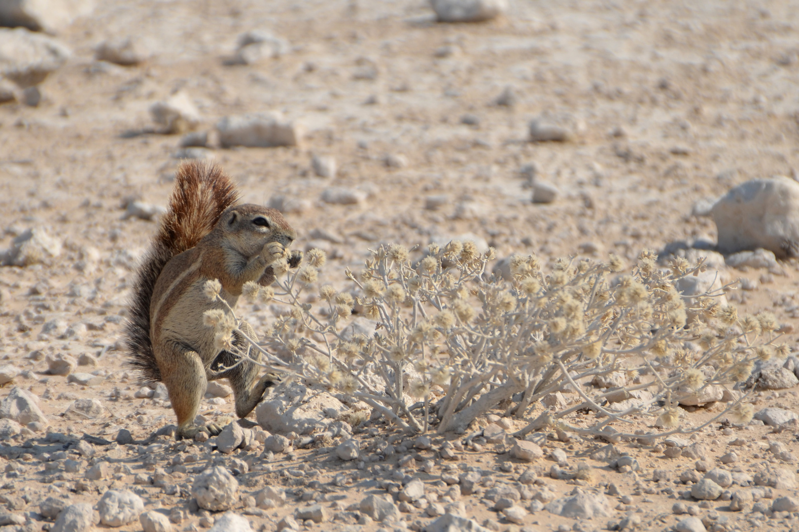 Afrikanischen Borstenhörnchen (Xerus inauris)