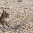 Afrikanischen Borstenhörnchen (Xerus inauris)