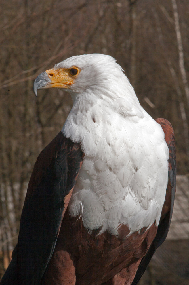 Afrikanischen Schreiseeadler