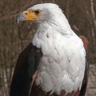 Afrikanischen Schreiseeadler