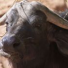 Afrikanischen Schwarzbüffeln