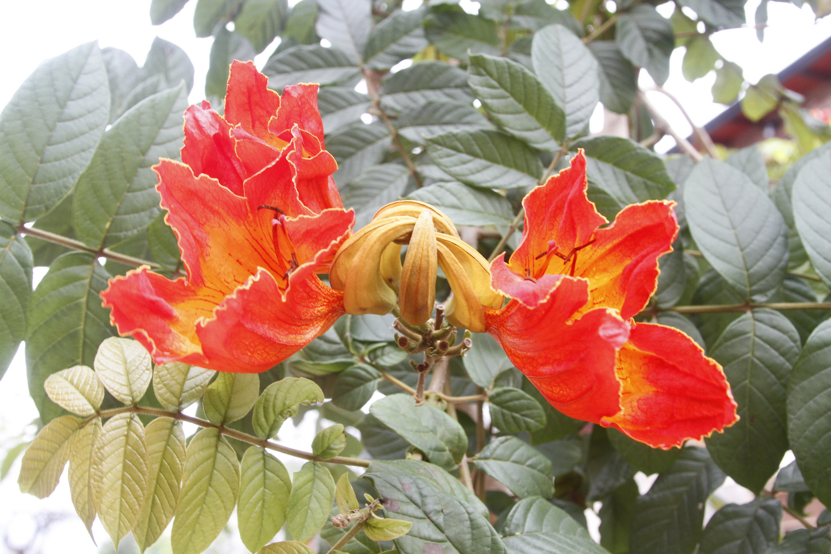 Afrikanischen Tulpenbaum in Argentinien