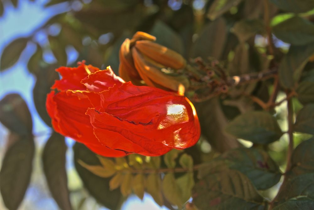 Afrikanischen Tulpenbaum in Argentinien