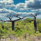 Afrikanischer  Affenbrotbaum - Baobab