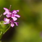 Afrikanischer Baldrian (Fedia cornucopiae)...