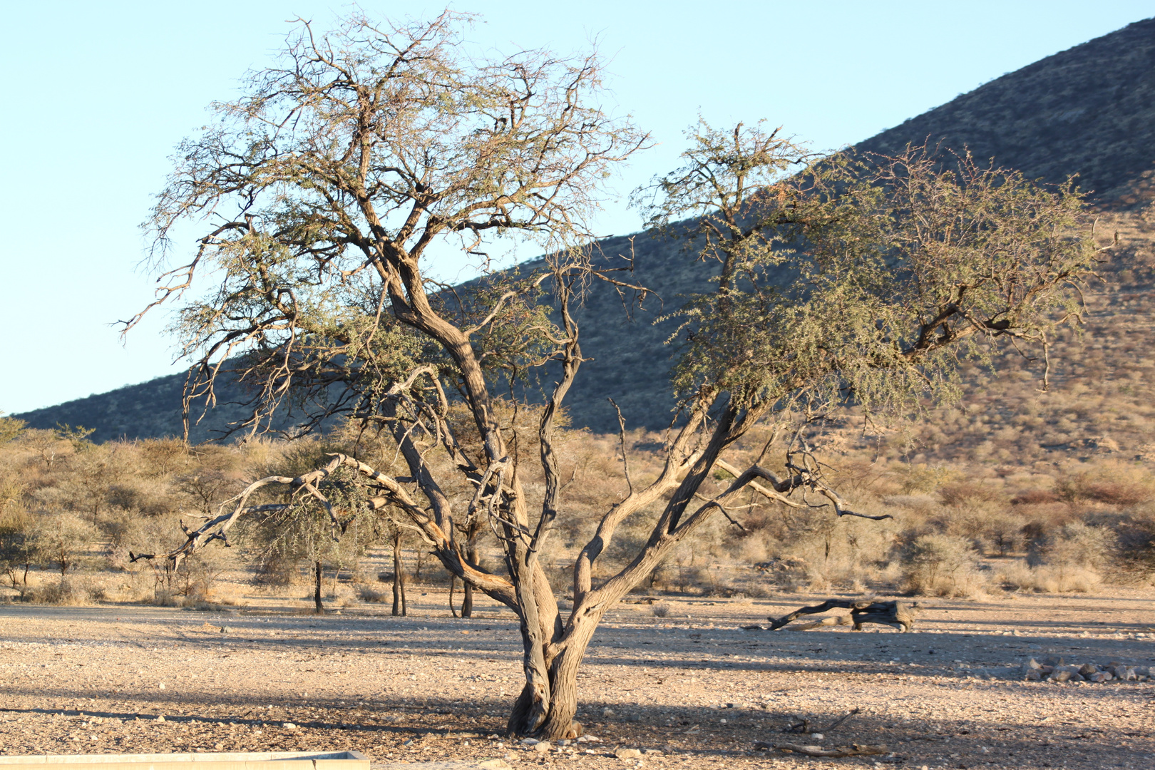 Afrikanischer Baum