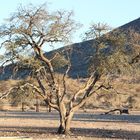 Afrikanischer Baum