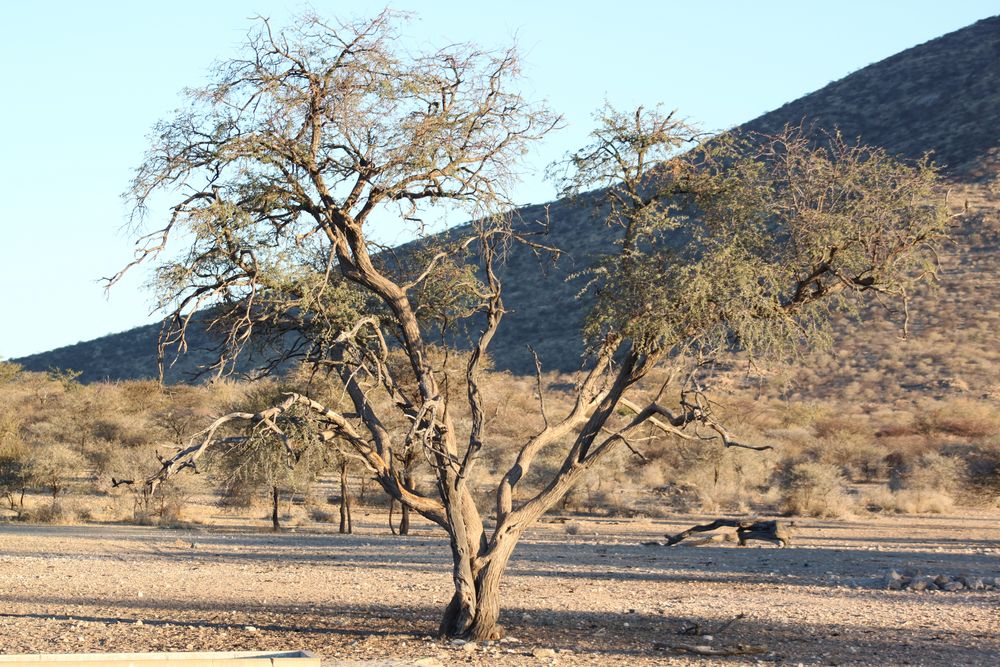 Afrikanischer Baum von kleyer14 