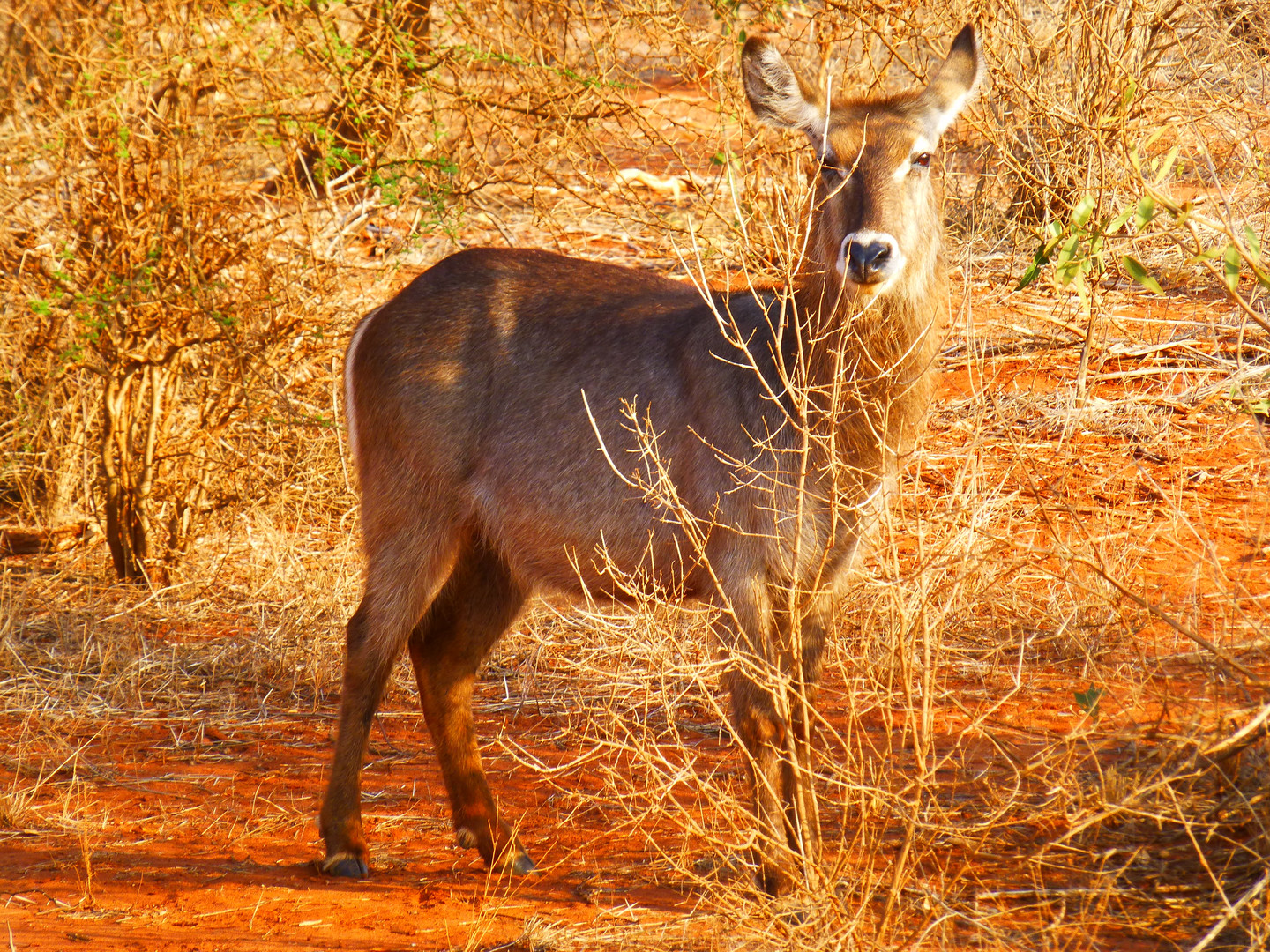 afrikanischer Bock