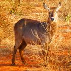 afrikanischer Bock