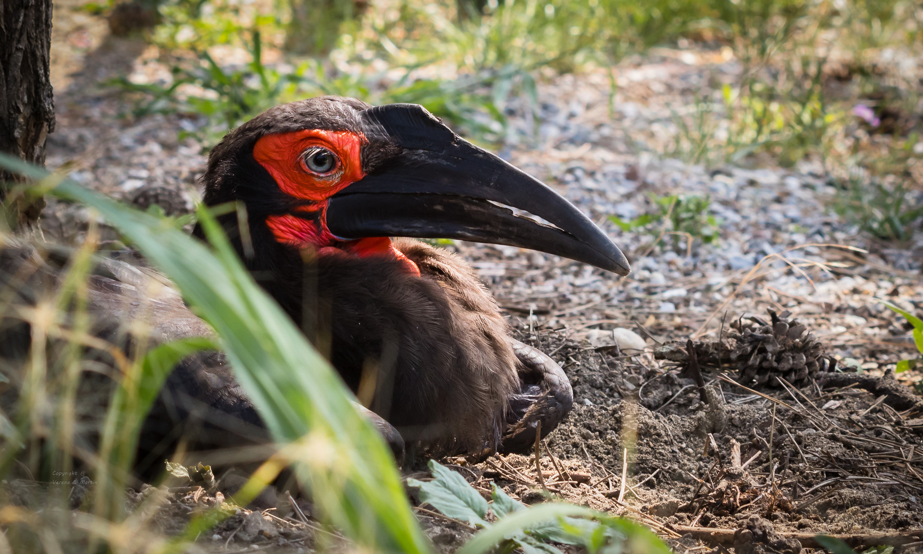 Afrikanischer Boden Hornbill Vogel 