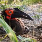 Afrikanischer Boden Hornbill Vogel 