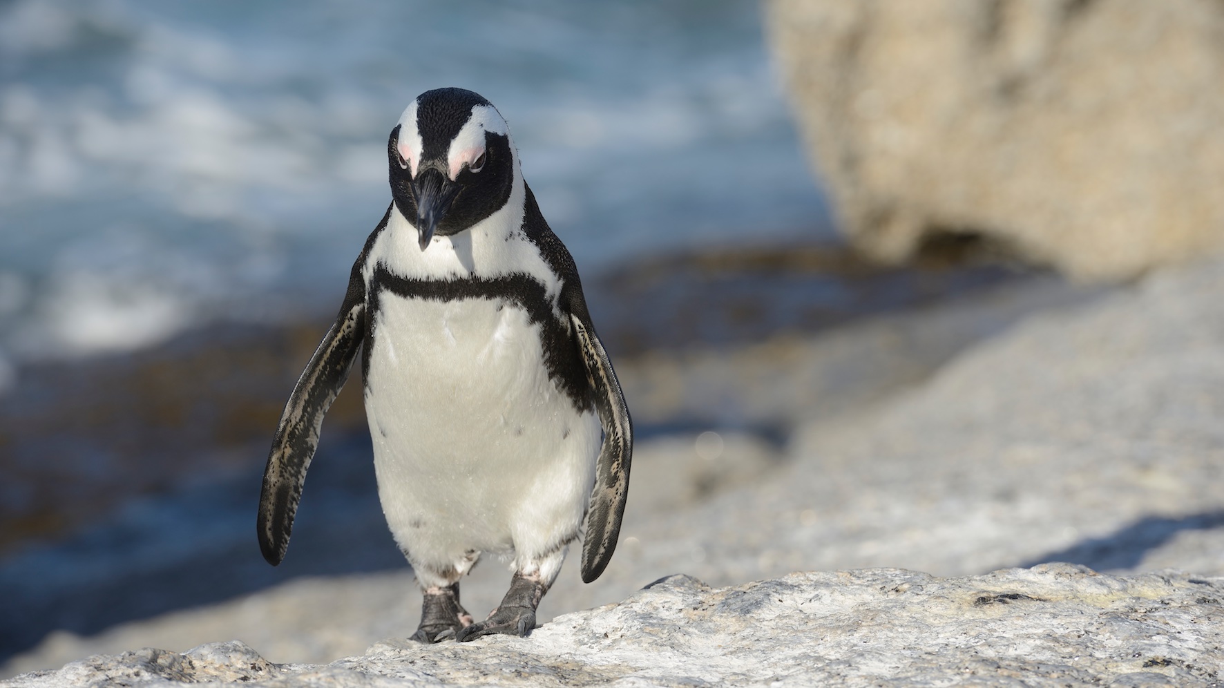 Afrikanischer Brillenpinguin