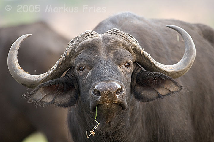 Afrikanischer Büffel