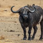 Afrikanischer Büffel  #1802