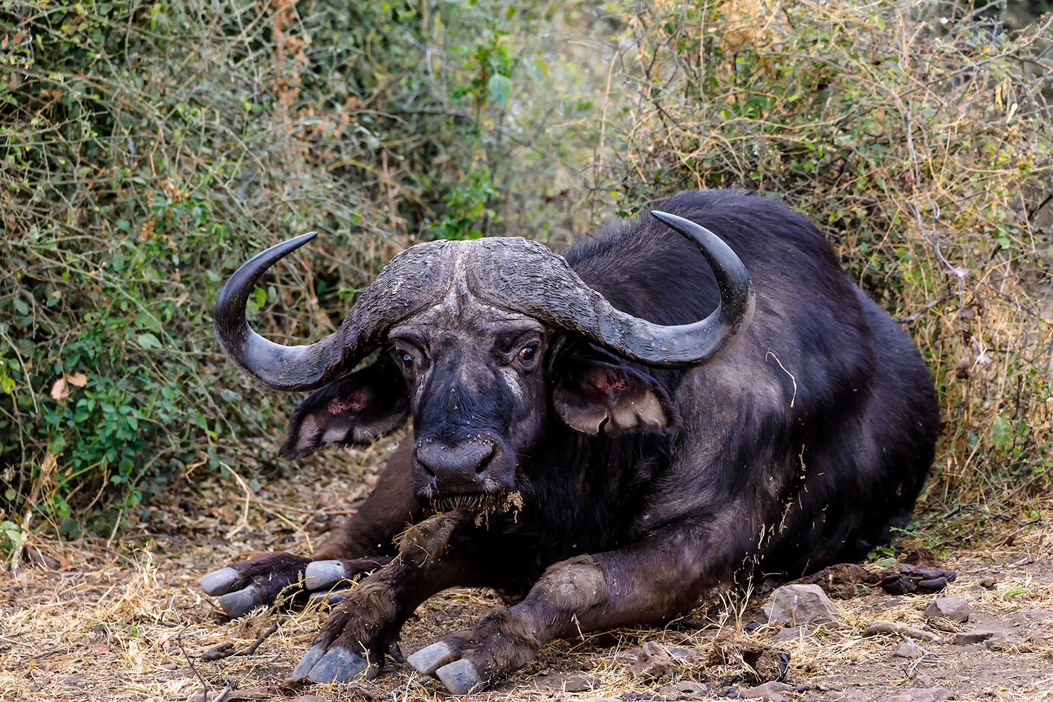 Afrikanischer Büffel