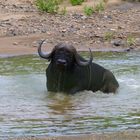 Afrikanischer Büffel beim Baden.