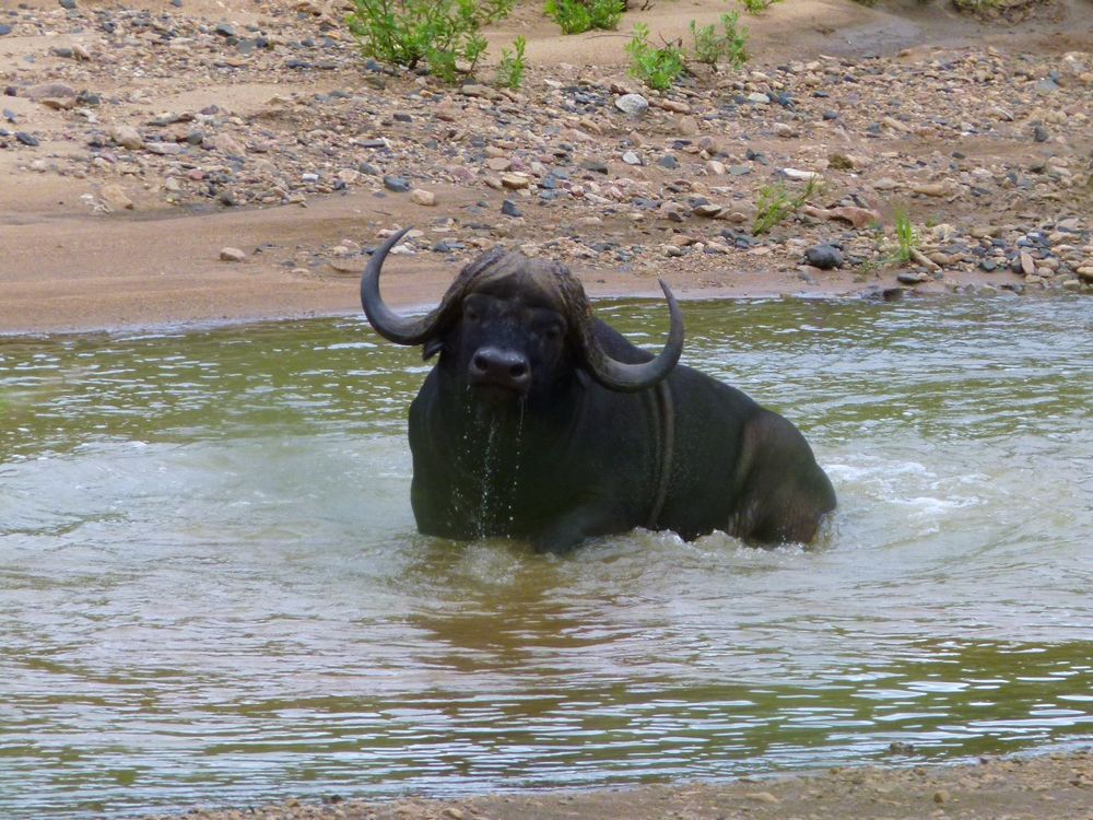 Afrikanischer Büffel beim Baden.