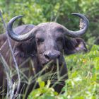 Afrikanischer Büffel (Syncerus caffer), Chobe National Park, Botswana