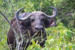 Afrikanischer Büffel (Syncerus caffer), Chobe National Park, Botswana