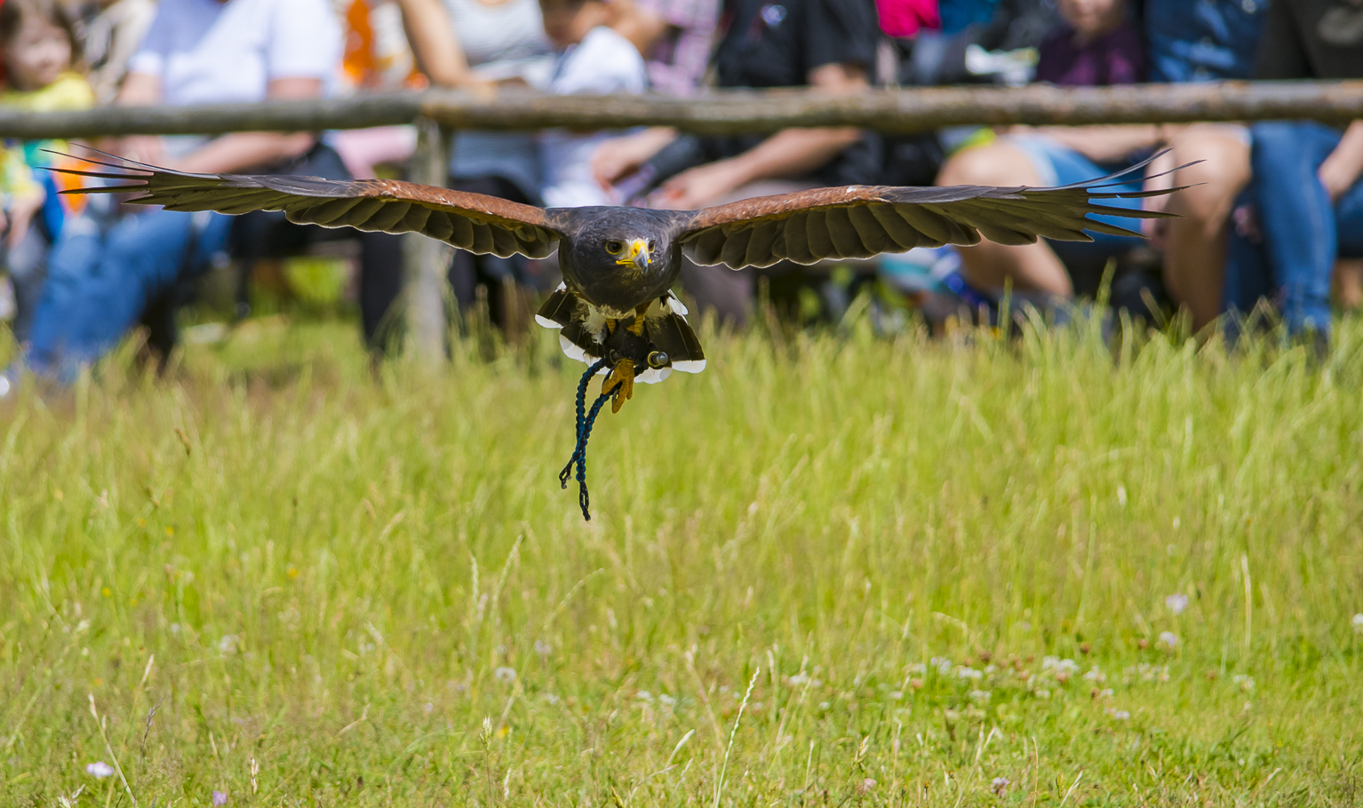 Afrikanischer Bussard