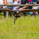 Afrikanischer Bussard