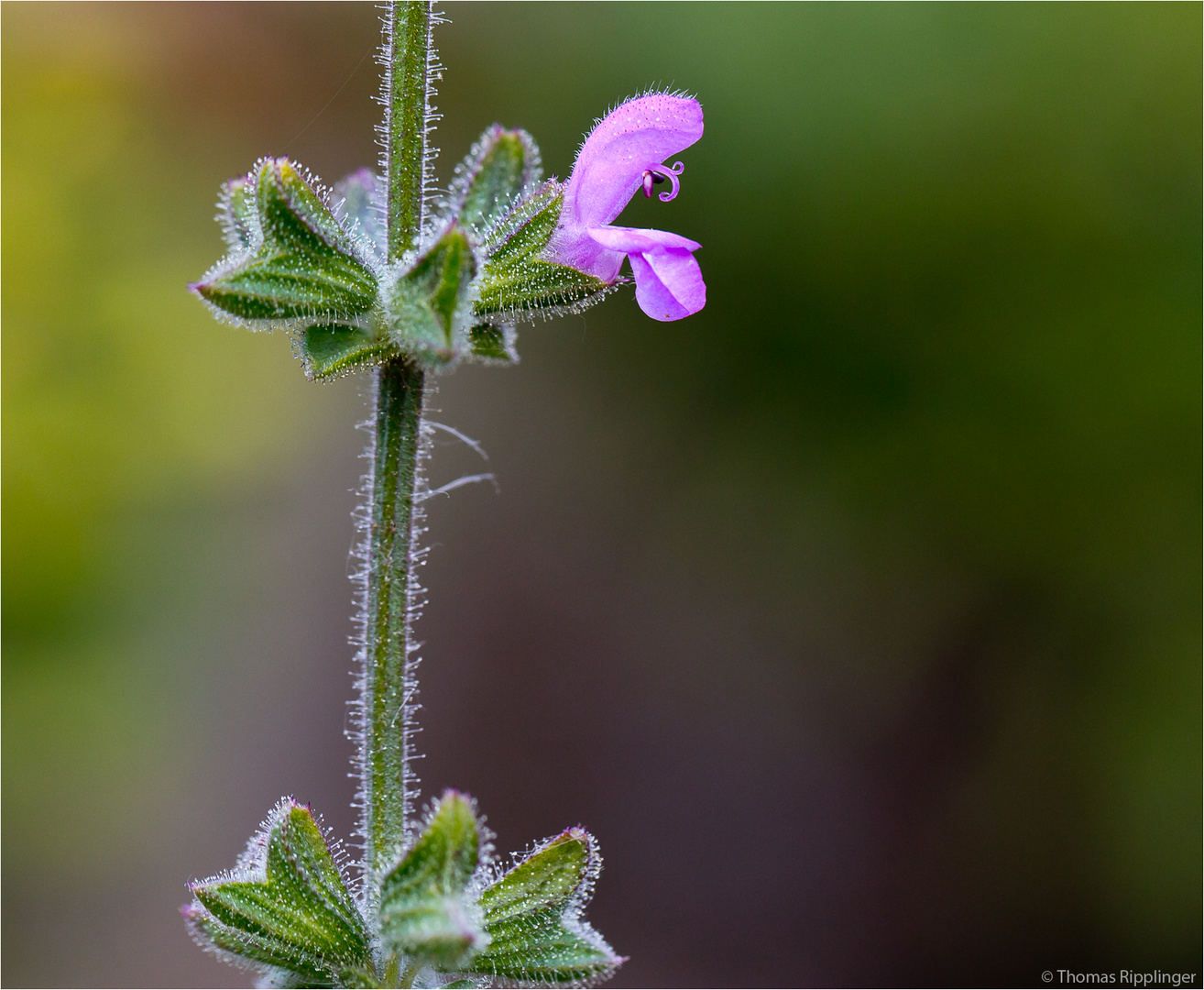 Afrikanischer Duftsalbei (Salvia disermas) ..