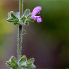 Afrikanischer Duftsalbei (Salvia disermas) ..