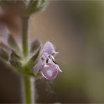 Afrikanischer Duftsalbei (Salvia disermas) .