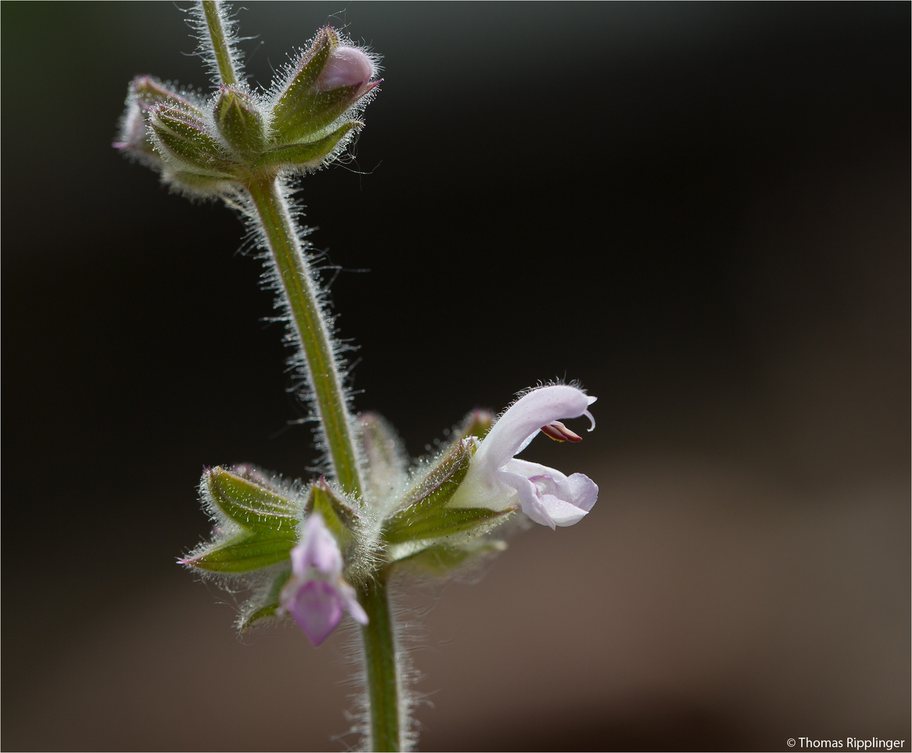 Afrikanischer Duftsalbei (Salvia disermas)