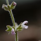 Afrikanischer Duftsalbei (Salvia disermas)