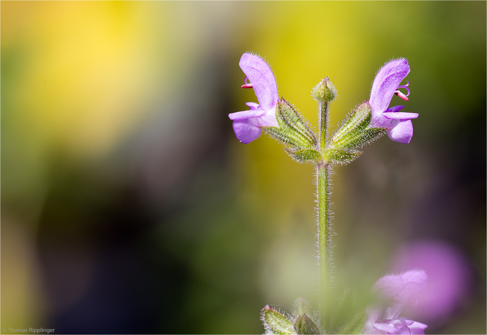 Afrikanischer Duftsalbei (Salvia disermas) ...