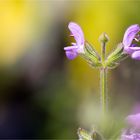 Afrikanischer Duftsalbei (Salvia disermas) ...