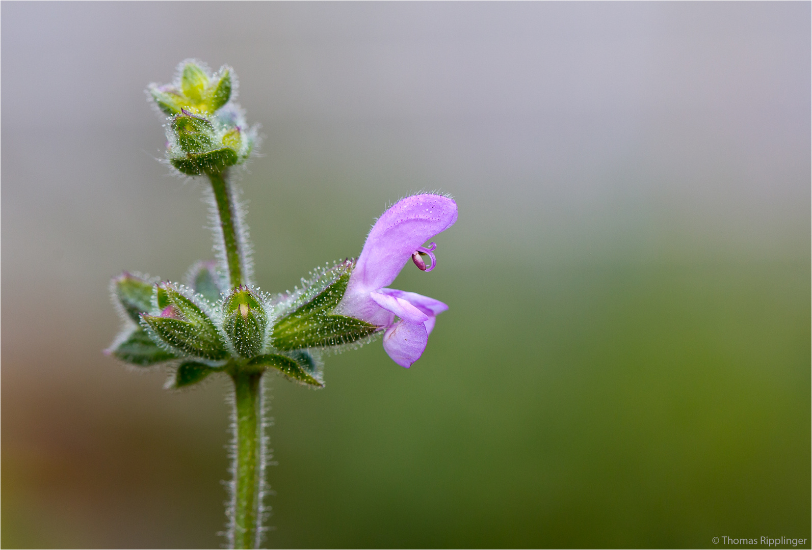 Afrikanischer Duftsalbei (Salvia disermas) .