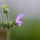 Afrikanischer Duftsalbei (Salvia disermas) .