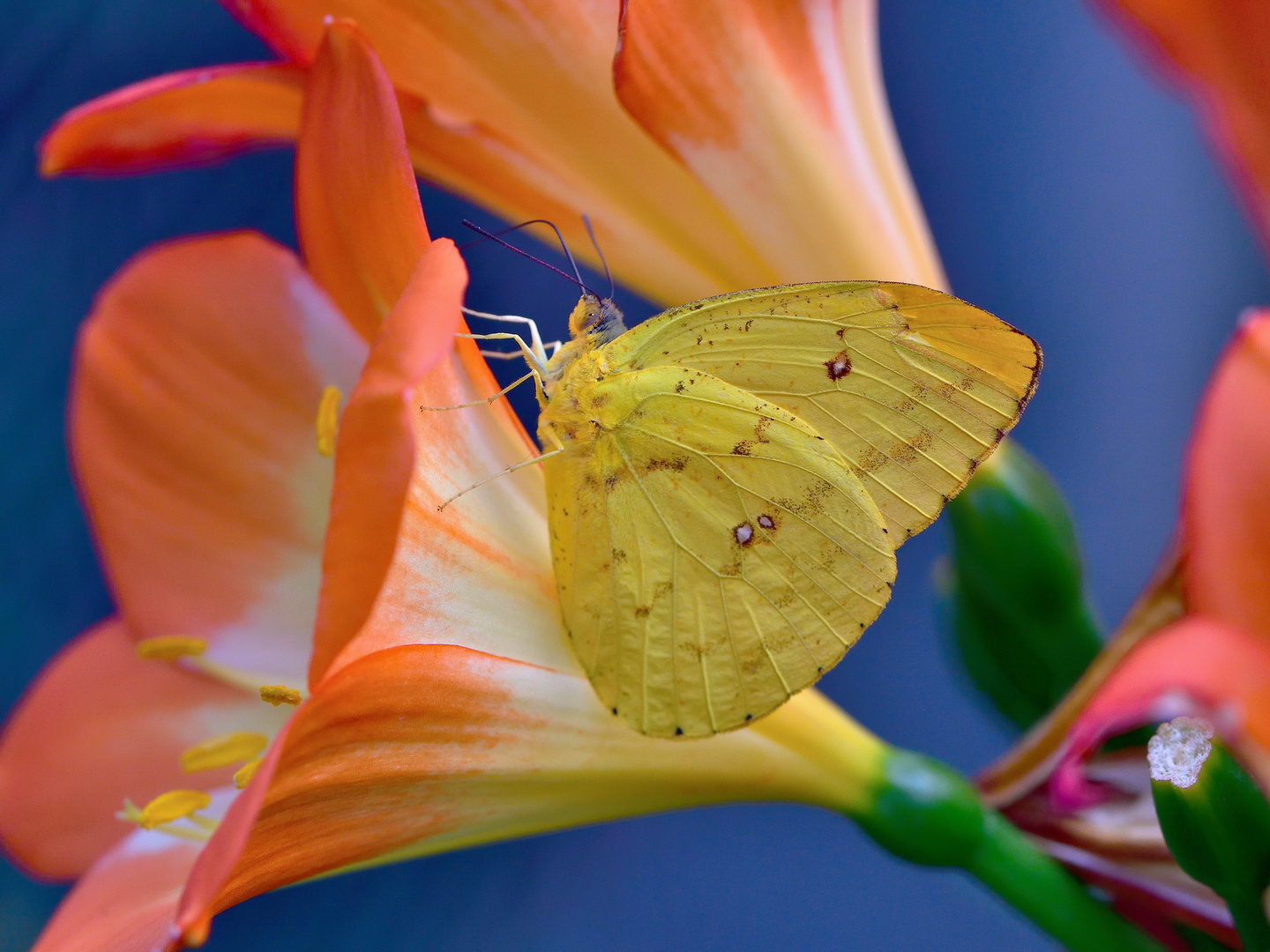 Afrikanischer Einwanderer (Catopsilia florella)