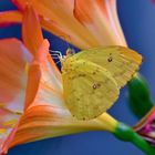 Afrikanischer Einwanderer (Catopsilia florella)