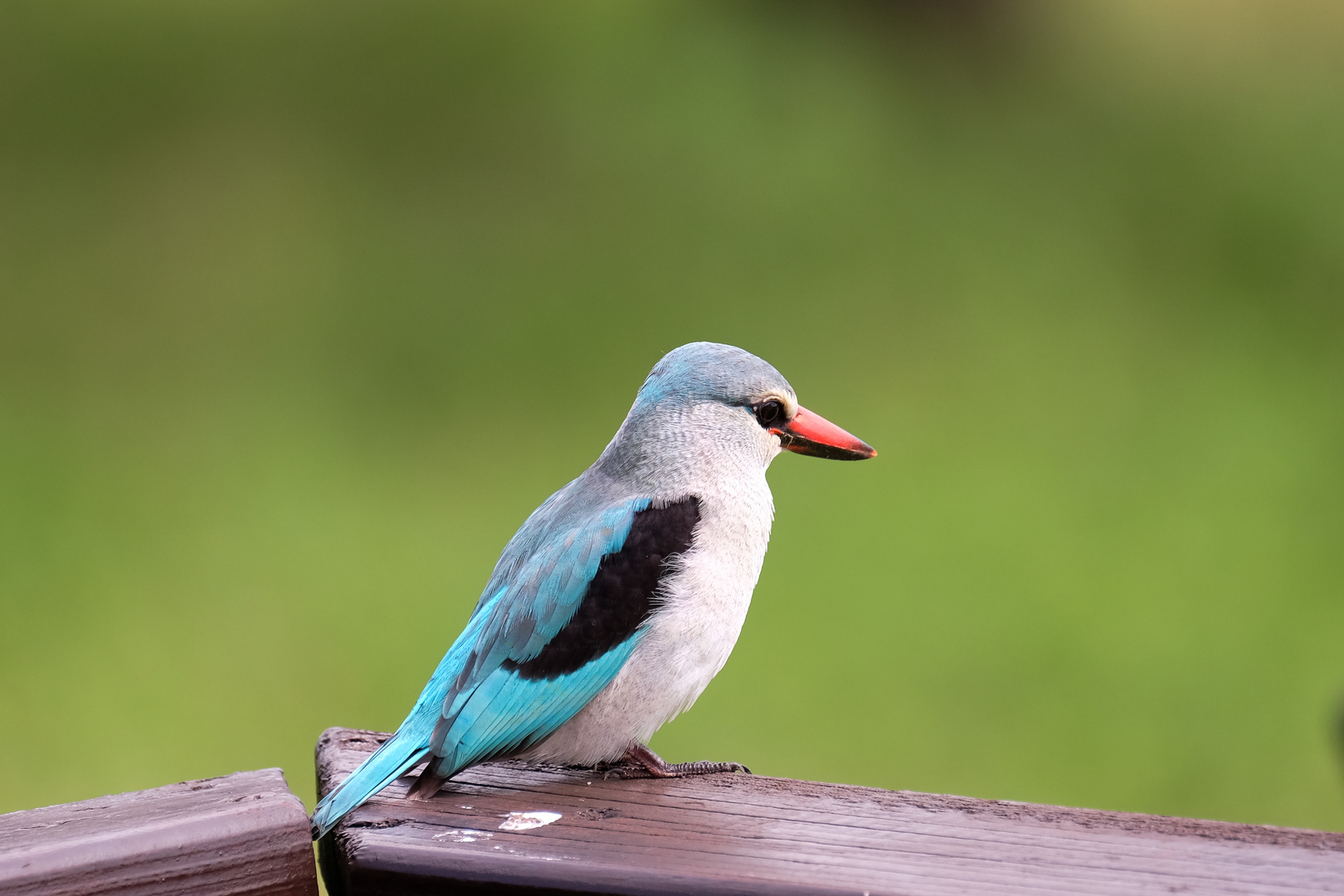 Afrikanischer Eisvogel