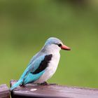 Afrikanischer Eisvogel